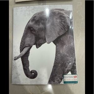 2 - 8 x 10 Cardboard Photos